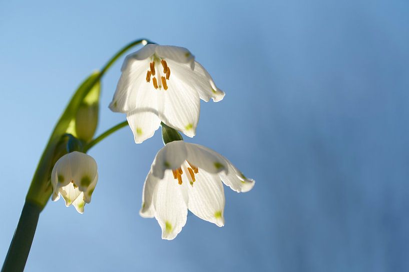 Witte klokjes in de avondzon van Cor de Hamer