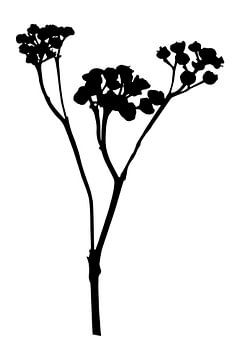 Botanical basics. Black and white drawing of a simple flower no.2 by Dina Dankers