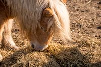 Eating pony