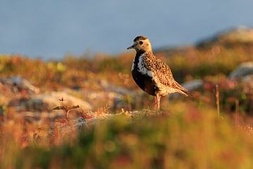 The Golden Plover by Karla Leeftink