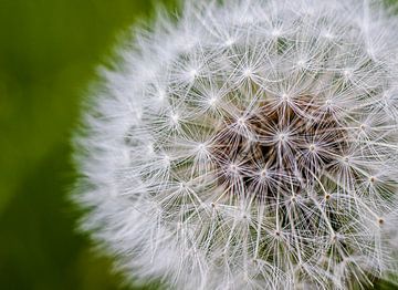 Paardenbloem close up