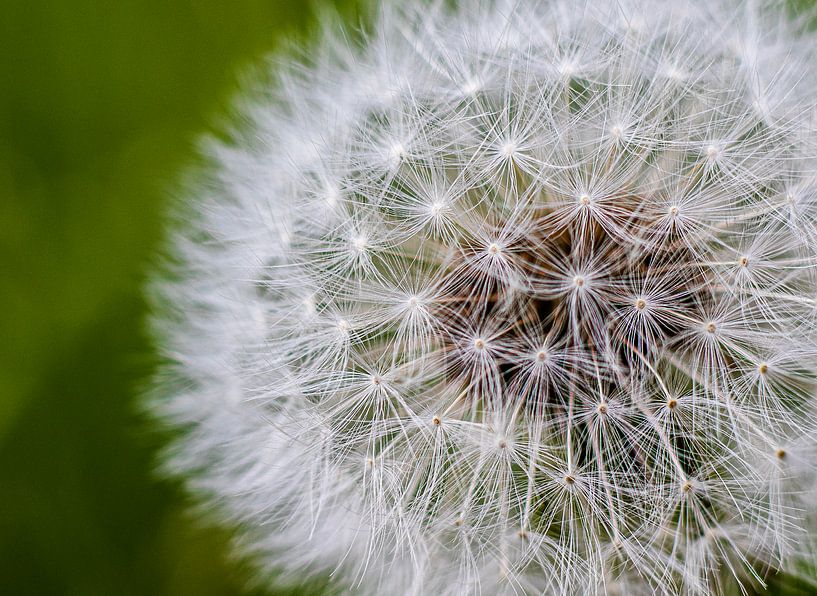 Dandelion close up by Nynke Altenburg