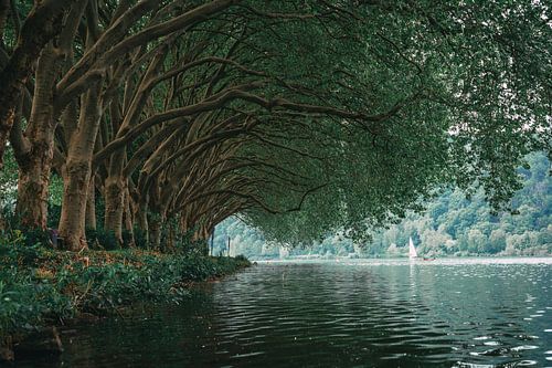 Beautiful trees by the water by Arnold Maisner