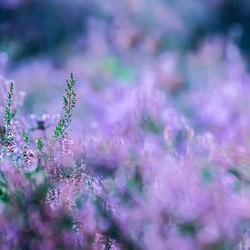 Blühendes lila Heidekraut | Naturfotografie von Nanda Bussers