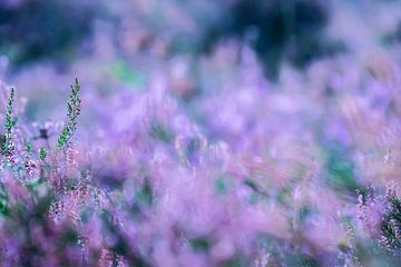 Paarse heide in bloei | Natuurfotografie van Nanda Bussers