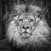 Lion (Panthera Leo) by Frans Lemmens