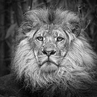 Löwe (Panthera Löwe)