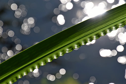 Ribbelblad 1