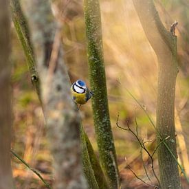 Close-up of a blue tit in spring in Jena by Wolfgang Unger