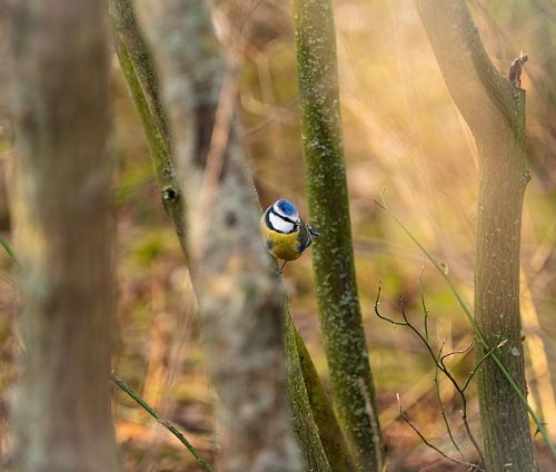 Nahaufnahme einer Blaumeise im Frühling in Jena von Wolfgang Unger