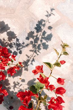 Flowers and shadows on summer island by Marit Hilarius