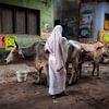 Ruhige Statue einer Frau, die sich um ihre Kühe im Zentrum von Varanasi, Indien kümmert sur Wout Kok