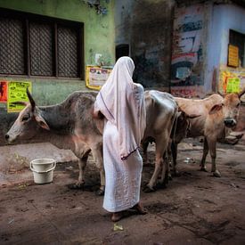 Sereen beeld van een vrouw die op haar koeien past in het centrum van Varanasi, India van Wout Kok