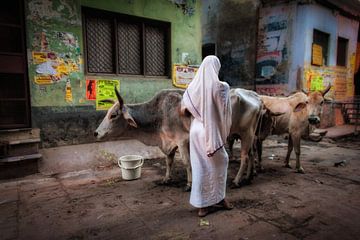 Image sereine d'une femme s'occupant de ses vaches dans le centre de Varanasi, en Inde.