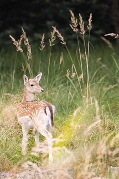 Bambi in Zeeland by Louise Poortvliet