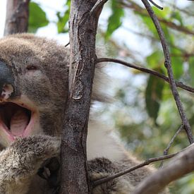 Koala von Julia Wendelaar