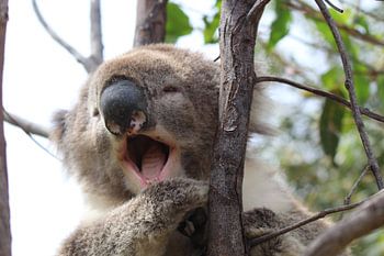 Koala