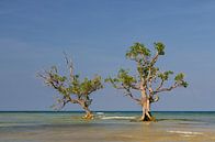 Mangrovenbäume im Wasser. von Jos Pannekoek Miniaturansicht