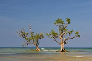 Mangrovenbäume im Wasser.