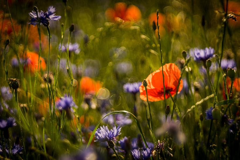 prairie de fleurs par Udo Wanninger limitiete Auflage