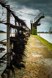 Die Natur erobert alles