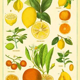 Citrusvruchten Sinaasappel Vintage van Christopher Deitch