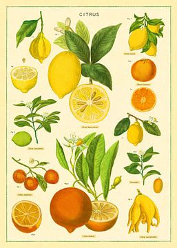 Citrusvruchten Sinaasappel Vintage van Christopher Deitch