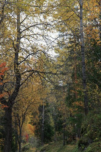 Belle palette de couleurs que seul l'automne peut offrir