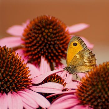 Oranje zandoogje tussen de roze zonnehoed