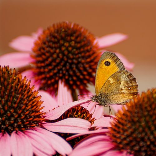 Oranje zandoogje tussen de roze zonnehoed