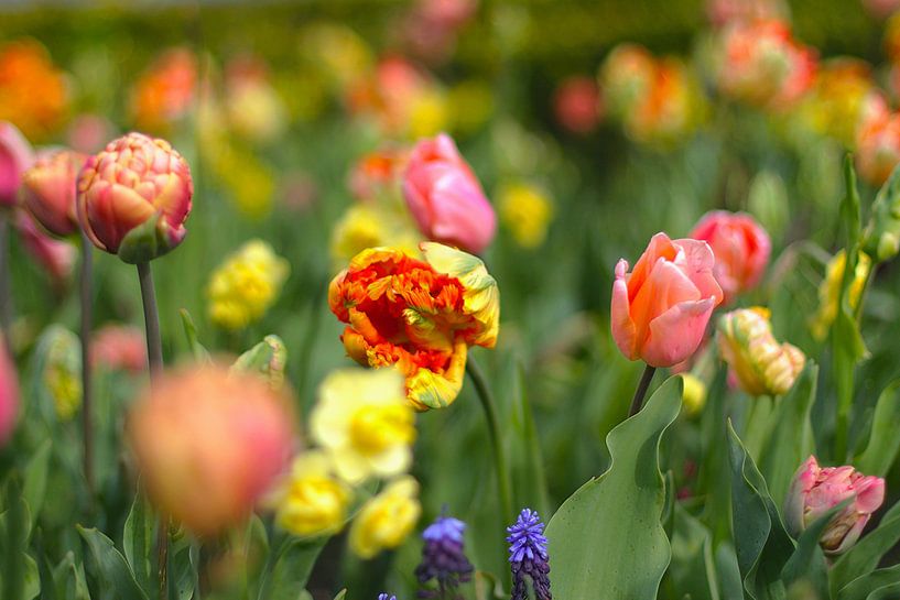 Spring Tulips by Marianna Pobedimova