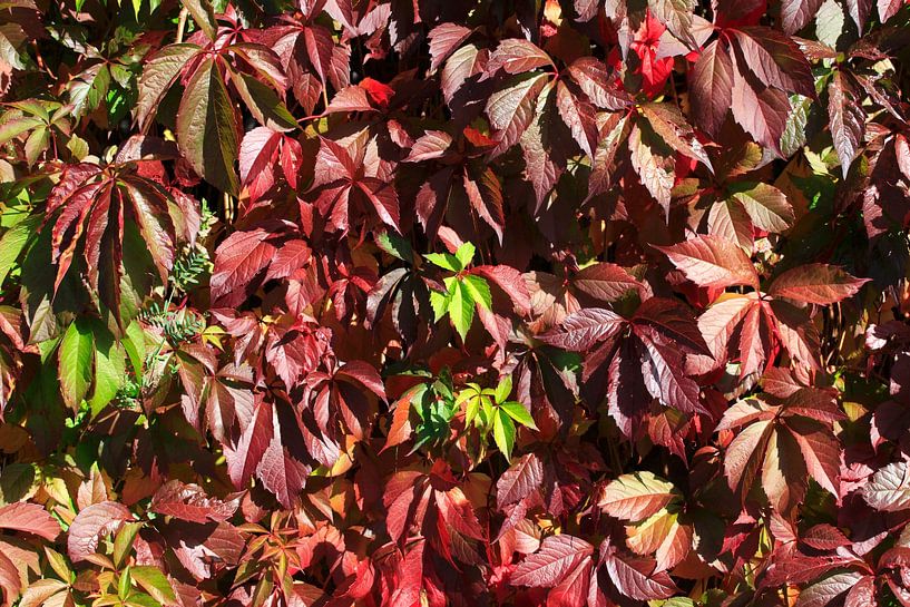 Autumn Season by Thomas Jäger