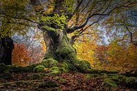 Mystischer alter Baum im Hutewald