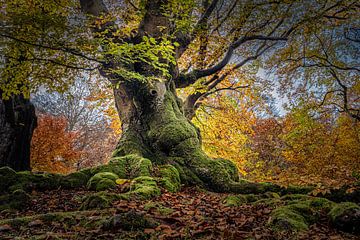 Mystical old tree in the Hutewald forest by Angelika Beuck