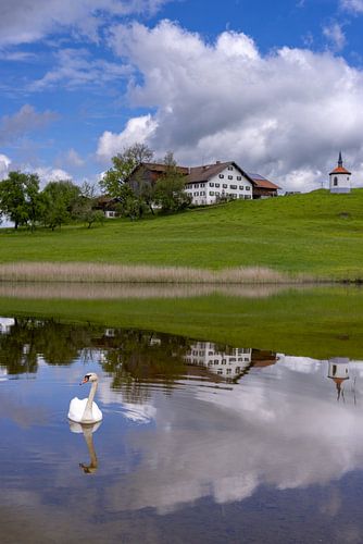 Zwaan (Cygnus olor) in Hegratsrieder See bij Füssen in de Ostallgäu, Allgäu, Beieren, Duitsland
