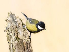 great tit with reed background by Rickinhetdierenrijk