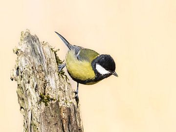 koolmees met riet als achtergrond