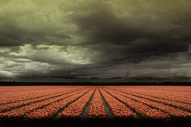 Tulips by Kenneth Stamp