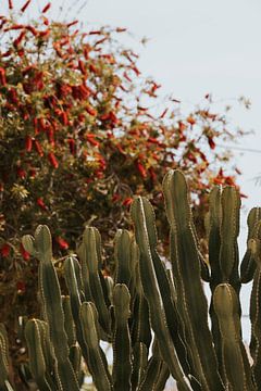 Detailfoto van een cactus inIbiza
