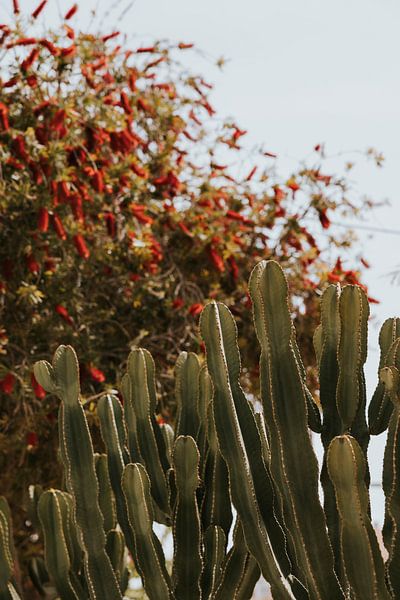 Detailaufnahme eines Kaktus in Ibiza von Manon Visser