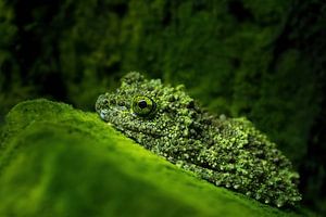 Frog by Hennie Zeij