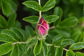 La fleur d'églantier s'épanouit sur Petra Hauwert