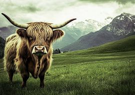 Highland Cow  by Niklas Maximilian