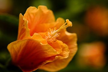 Orangefarbene Blume auf Grün von Carine Belzon