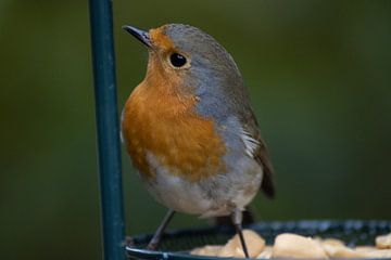 Robin by Js photography