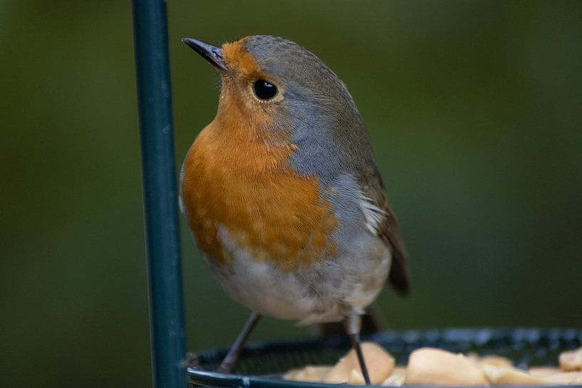Robin par Js photography