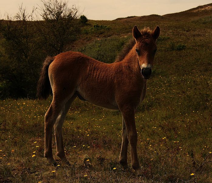 Exmoor Fohlen von Kevin Commandeur