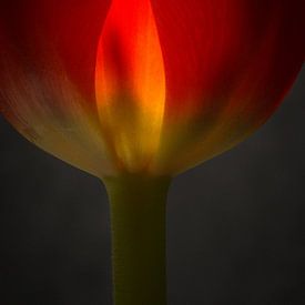 Tulp in vuur en vlam van Herman van Ommen