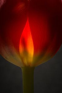 Tulp in vuur en vlam van Herman van Ommen