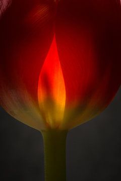 Tulp in vuur en vlam by Herman van Ommen